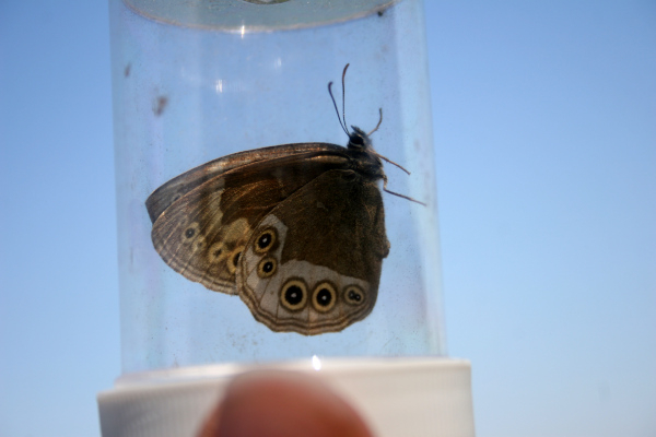 Identification d'une Bacchante (Lopinga achine) &copy; Nicolas Macaire / LPO